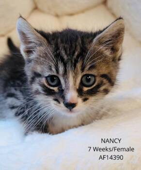 Domestic Short Hair Cats Available for Adoption - Nancy | PetCurious