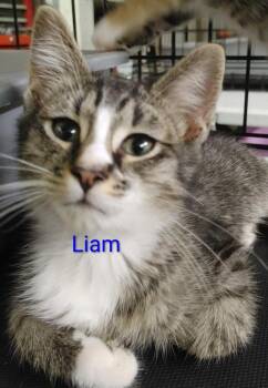 Liam -  Domestic Short Hair Cat for Adoption in Shawnee, Kansas - Liam | PetCurious