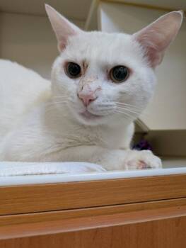Zamboni -  Domestic Short Hair Cat for Adoption in Fairfax, Virginia - Zamboni | PetCurious