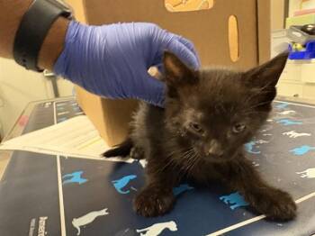 Domestic Short Hair Cats Available for Adoption in Ontario, California - NEEDS AT FOSTER | PetCurious