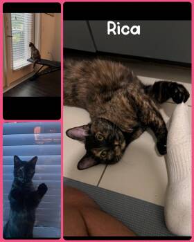 Rica -  Domestic Short Hair Cat for Adoption in Fort Worth, Texas - Rica | PetCurious