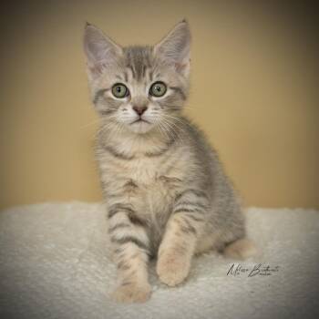 Domestic Short Hair Cats Available for Adoption in Calgary, Alberta - Sunkiss | PetCurious