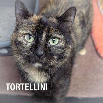 Domestic Short Hair and Tortoiseshell Cats Available for Adoption - TORTELLINI  | PetCurious