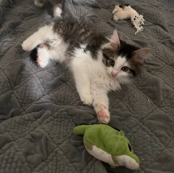 Harmony -  Domestic Long Hair Cat for Adoption in Honeoye, New York - Harmony | PetCurious