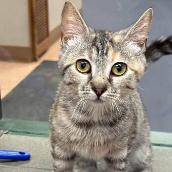 Rescue Domestic Short Hair and Tiger Cats for Adoption in Batavia, New York - Catalina | PetCurious