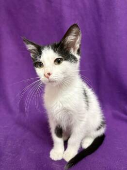La Vaca -  Domestic Short Hair Cat for Adoption in Waterloo, Iowa - La Vaca | PetCurious