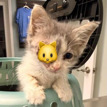 Christopher -  Domestic Short Hair Cat for Adoption in Cumming, Georgia - Christopher | PetCurious