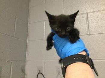Domestic Short Hair Cats Available for Adoption in Thousand Palms, California - A1917948 | PetCurious