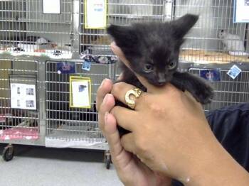 A186001 -  Domestic Short Hair Cat for Adoption in Pasadena, Texas - A186001 | PetCurious