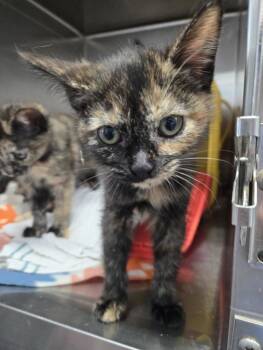 Rescue Domestic Short Hair Cats for Adoption in Rustburg, Virginia - Jolean - At Shelter | PetCurious