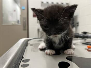 PETEY -  Domestic Short Hair Cat for Adoption in Derwood, Maryland - PETEY | PetCurious