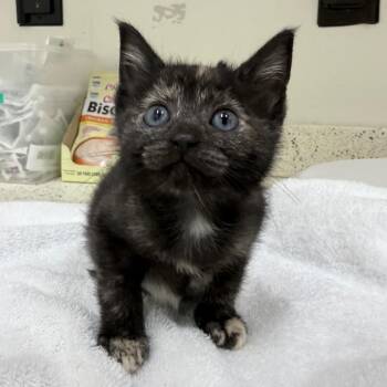 Pua -  Domestic Short Hair Cat for Adoption in Auburn, Alabama - Pua | PetCurious