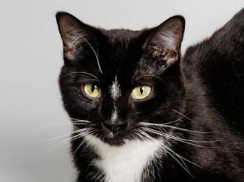 Iris -  Domestic Short Hair Cat for Adoption in Longmont, Colorado - Iris | PetCurious