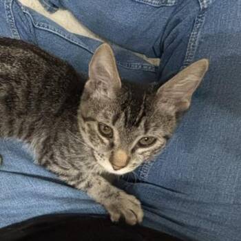 Rescue Tabby Cats for Adoption in Allen, Texas - Muffin (tabby) | PetCurious