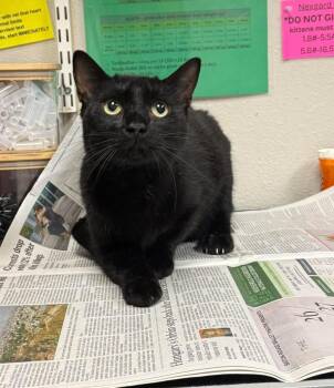 Yellow Collar -  Domestic Short Hair Cat for Adoption in Sorrento, Louisiana - Yellow Collar | PetCurious
