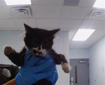 A1266529 -  Domestic Long Hair Cat for Adoption in Charlotte, North Carolina - A1266529 | PetCurious