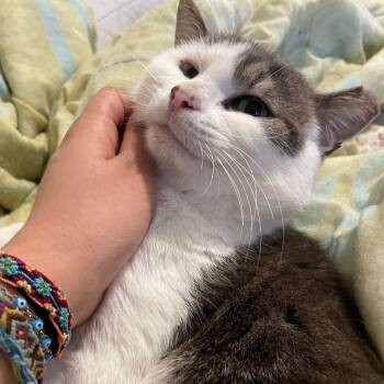 Gizmo -  Domestic Short Hair Cat for Adoption in Puslinch, Ontario - Gizmo | PetCurious