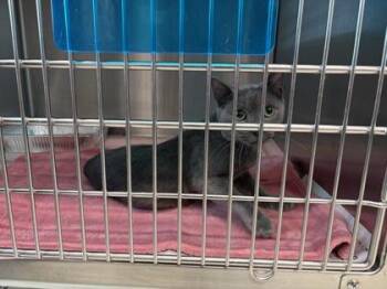 Bush -  Domestic Short Hair Cat for Adoption in Atlanta, Georgia - Bush | PetCurious