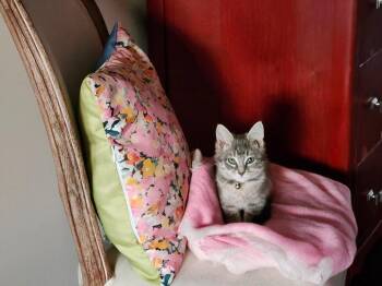Basil -  Domestic Short Hair Cat for Adoption in Raleigh, North Carolina - Basil | PetCurious