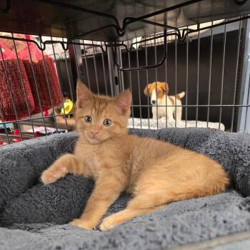 Tirth -  Tabby Cat Available for Adoption in Hamilton, Ontario - Tirth | PetCurious