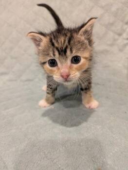 Glory -  Domestic Short Hair Cat for Adoption in Plymouth, Michigan - Glory | PetCurious