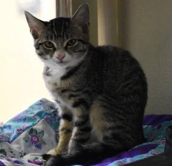 EGGO -  Domestic Short Hair Cat for Adoption in Sarasota, Florida - EGGO | PetCurious