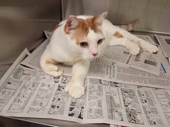 Dinosaur -  British Shorthair Cat for Adoption in La Porte, Indiana - Dinosaur | PetCurious