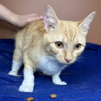 Livy -  Domestic Short Hair Cat for Adoption in San Antonio, Texas - Livy | PetCurious