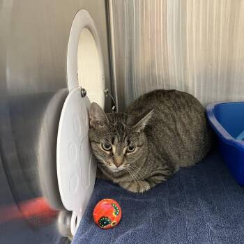 Mia -  Domestic Short Hair Cat for Adoption in Burlington, Ontario - Mia | PetCurious
