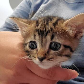 Jolly -  Domestic Short Hair Cat for Adoption in Lake Jackson, Texas - Jolly | PetCurious