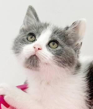 Mado is the baby of your dreams Super sweet and poofy -  Turkish Van and Russian Blue Cat for Adoption in Bedford Hills, New York - Mado Is The Baby Of Your Dreams Super Sweet And Poofy | PetCurious