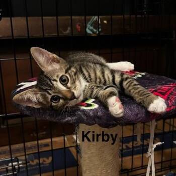 Kirby (2.5 months) -  Domestic Short Hair Cat for Adoption in Los Angeles, California - Kirby (2.5 Months) | PetCurious