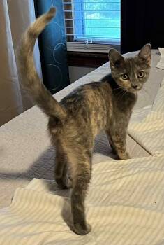 Rescue Torbie and Domestic Short Hair Cats for Adoption in Brighton, Tennessee - Fergie (Peg-Fostered In TN) | PetCurious