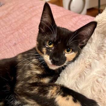 Rescue Domestic Short Hair Cats for Adoption in Los Angeles, California - Dorothea | PetCurious