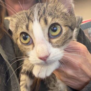 Ranch Dressing -  Domestic Short Hair Cat for Adoption in Norman, Oklahoma - Ranch Dressing | PetCurious