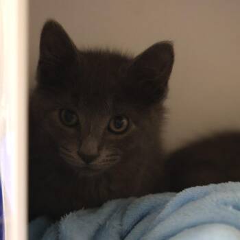Velvet -  Domestic Short Hair Cat for Adoption in Briarcliff Manor, New York - Velvet | PetCurious