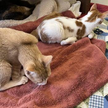 Frosted Flake -  Domestic Short Hair Cat for Adoption in Bedford, New Hampshire - Frosted Flake | PetCurious