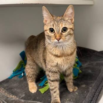 Domestic Short Hair Cats Available for Adoption - Roxanne | PetCurious