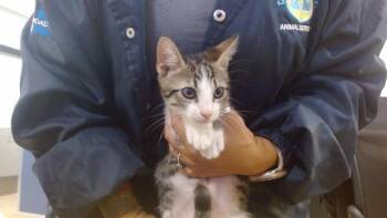 ELLIO -  Domestic Short Hair Cat for Adoption in Doral, Florida - ELLIO | PetCurious