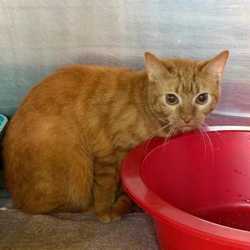 Chutney -  Domestic Short Hair Cat for Adoption in Columbus, Ohio - Chutney | PetCurious