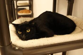 Domestic Short Hair Cats Available for Adoption - JFK | PetCurious