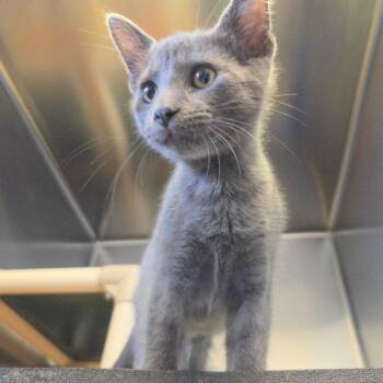 Igor -  Domestic Short Hair Cat for Adoption in Rock Falls, Illinois - Igor | PetCurious