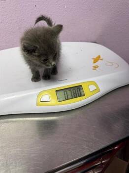 61724577 -  Domestic Medium Hair Cat for Adoption in El Paso, Texas - 61724577 | PetCurious