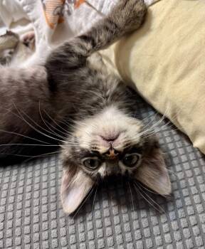 Chervil -  Domestic Short Hair Cat for Adoption in Sorrento, Louisiana - Chervil | PetCurious