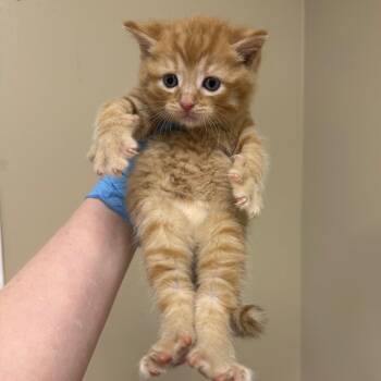 Domestic Short Hair Cats Available for Adoption in Birmingham, Alabama - E6000 | PetCurious
