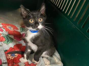 GUS -  Domestic Short Hair Cat for Adoption in Fort Wayne, Indiana - GUS | PetCurious