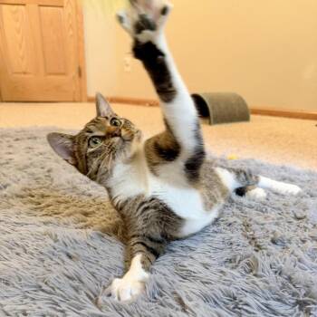 Merganser C71668 -  Domestic Short Hair Cat for Adoption in Minnetonka, Minnesota - Merganser C71668 | PetCurious