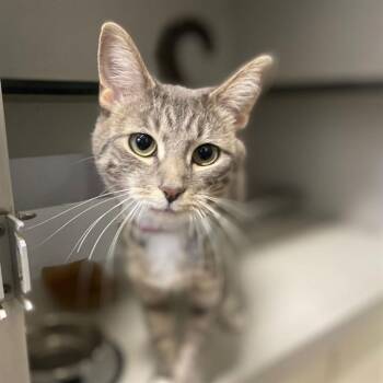 Domestic Short Hair Cats Available for Adoption in Aurora, Colorado - WILLOW | PetCurious