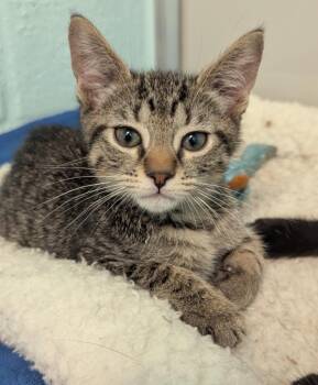 Domestic Short Hair Cats Available for Adoption in Cape Coral, Florida - Jim Meowrison | PetCurious
