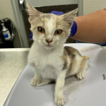 Paisley -  Domestic Short Hair Cat for Adoption in Las Cruces, New Mexico - Paisley | PetCurious